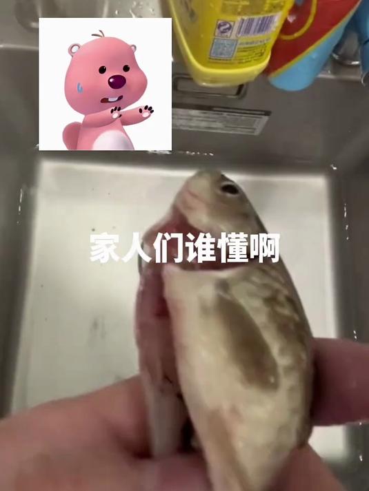 都说鱼的记忆只有七秒 本来我是不信的