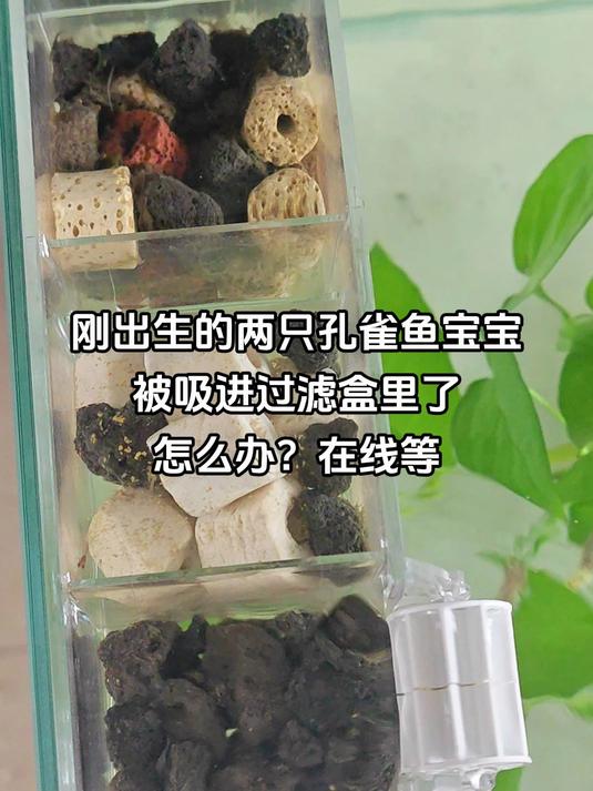 刚出生的孔雀鱼宝宝被吸进过滤盒里了,听说换水就挂,怎么办