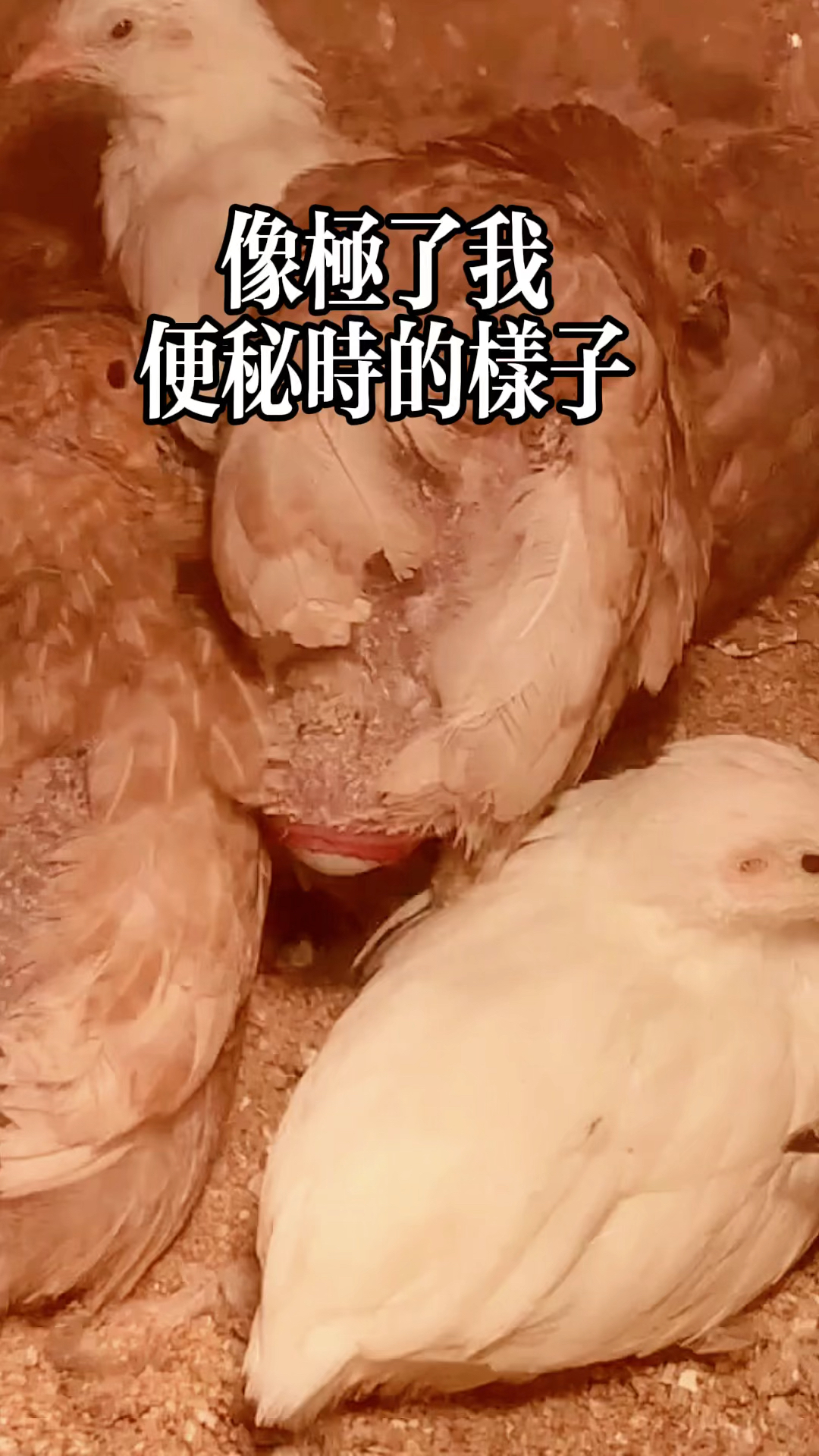 芦丁鸡下蛋现场,像极了便秘