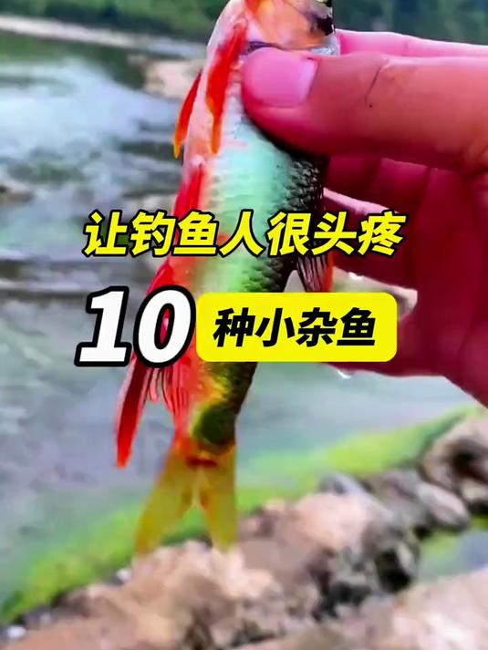 10种最讨厌的小杂鱼排行榜！第2种让你怀疑人生！