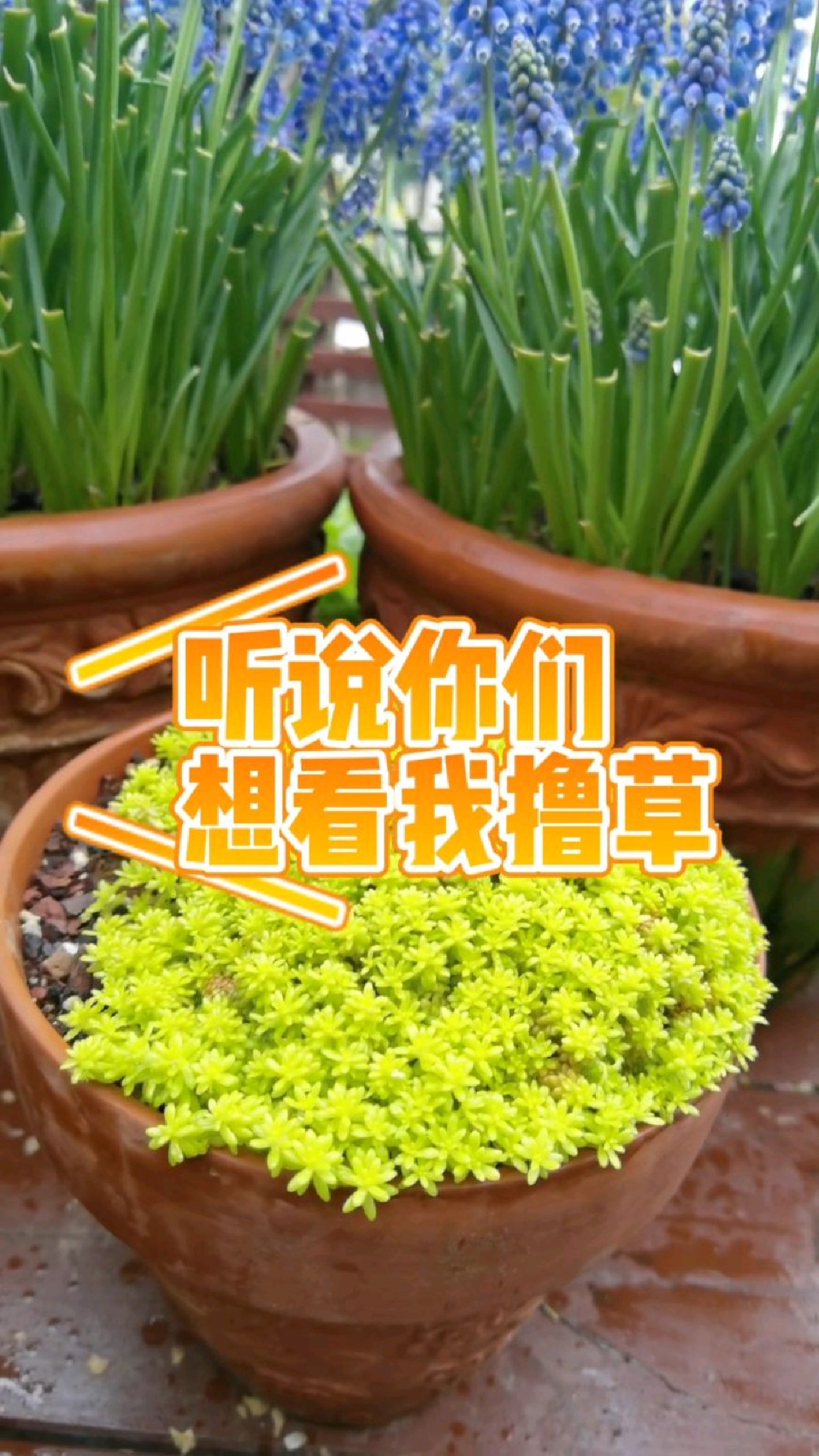听说你们想看我撸草黄金万年草最好养的多肉