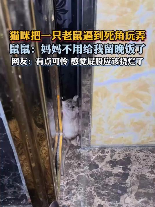 老鼠看到猫。猫咪把一只老鼠逼到死角玩弄,鼠鼠:妈妈不用给我留晚饭了