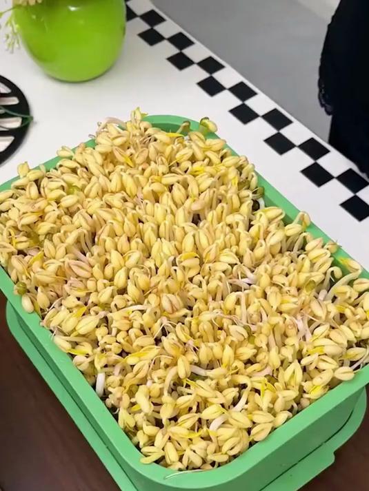 家用加厚发豆芽神器,芽苗菜水培育苗盆,自己种的就是健康!