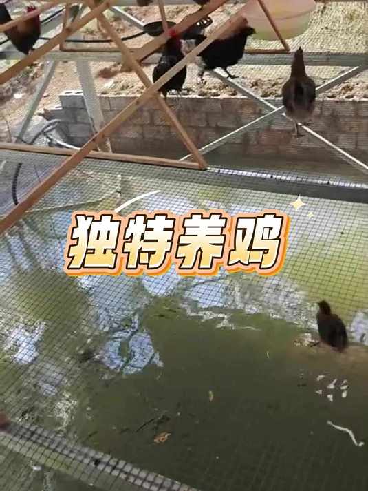 最独特的养鸡方式