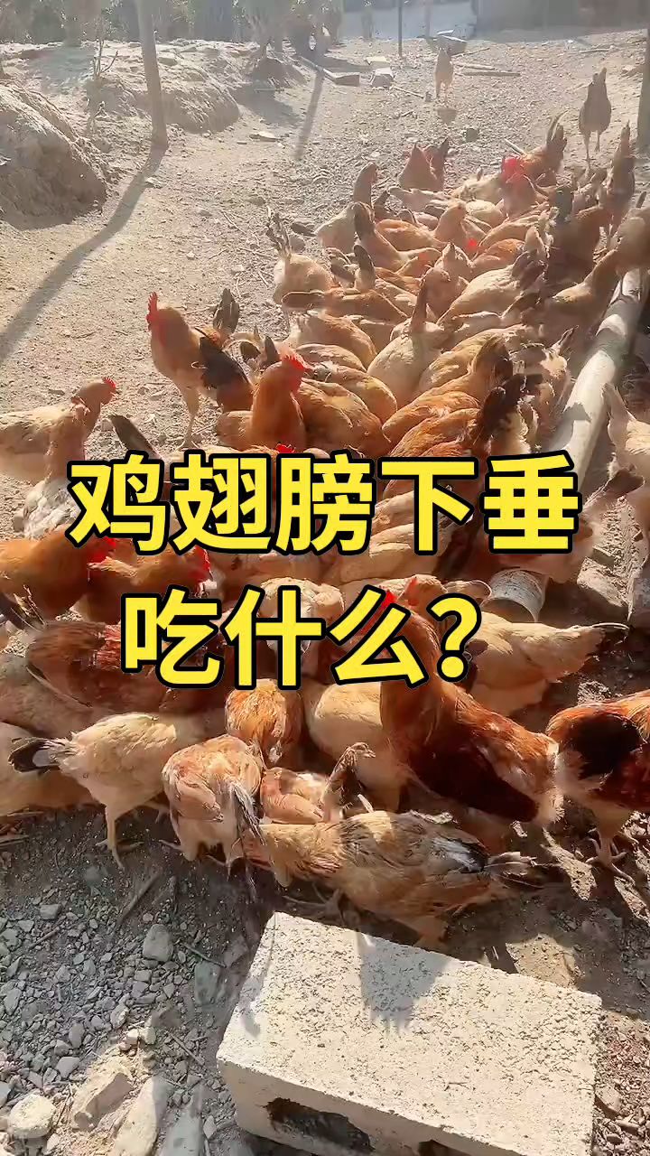 鸡翅膀下垂吃什么?