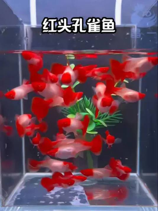 红头孔雀鱼:红尾靓身寓意佳,家里养它美如画