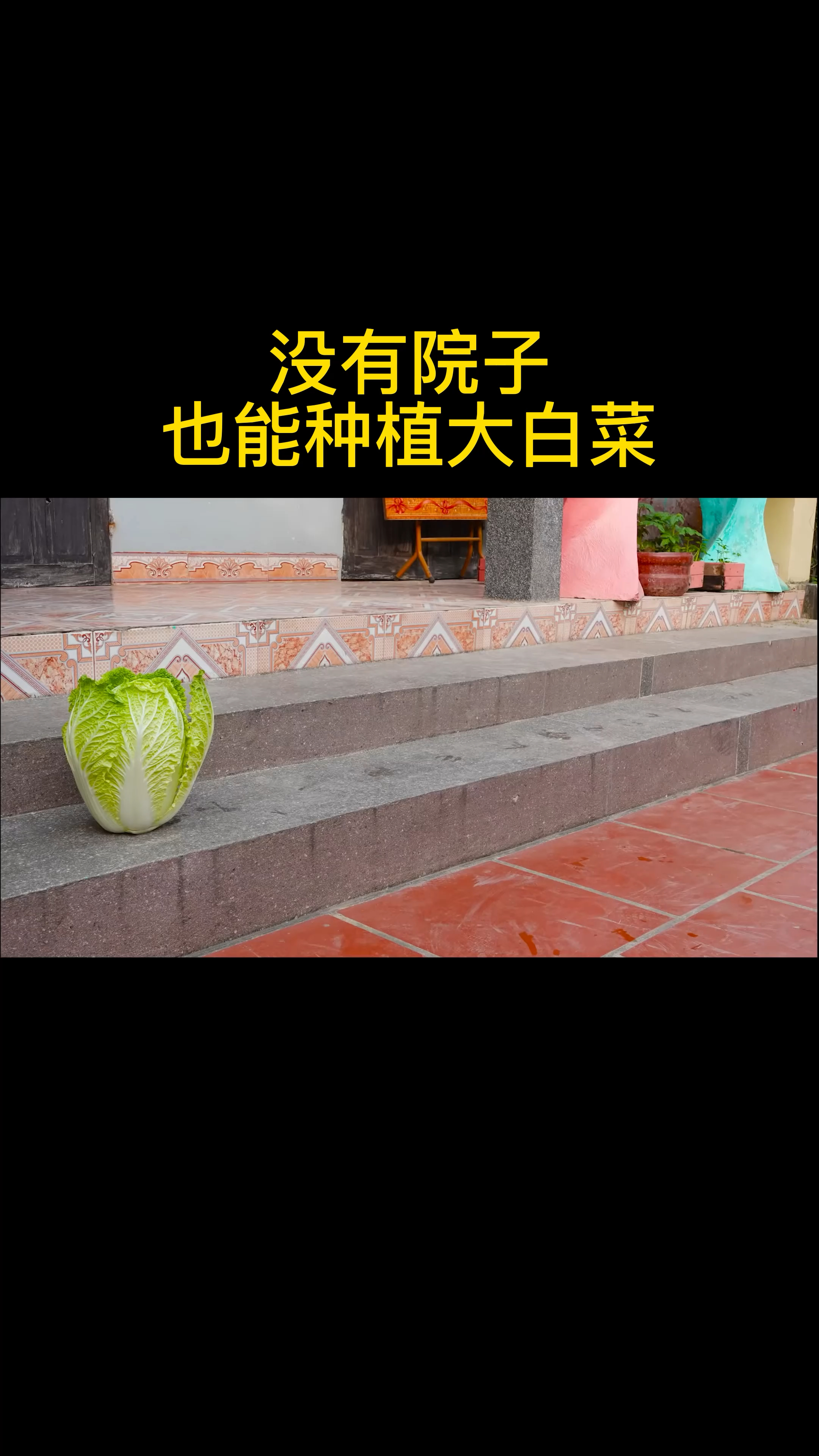 用废弃的塑料桶种植大白菜,种出莱的大白菜,又大又圆,好吃又健康