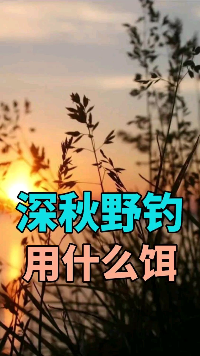 深秋野钓鲫鱼用什么饵料,你知道吗