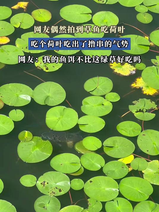 网友偶然拍到草鱼吃荷叶,吃个荷叶吃出了撸串的气势
