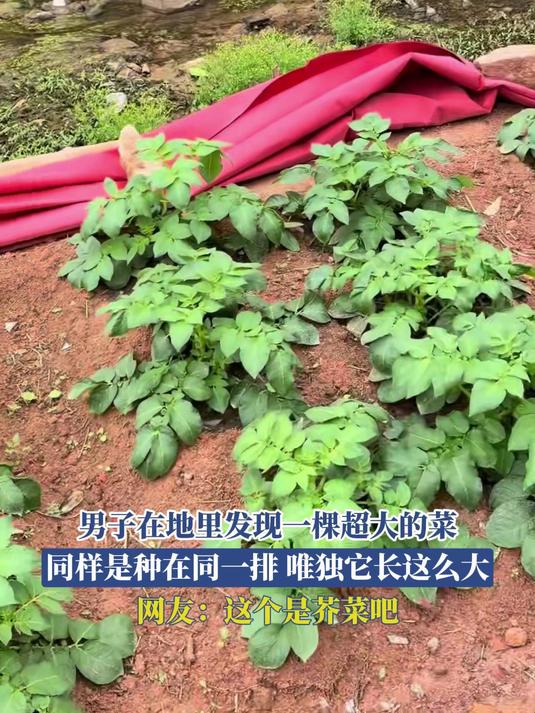 男子在地里发现一棵超大的菜,同样是种在同一排,唯独它长这么大,网友:这个是芥菜吧#万万没想