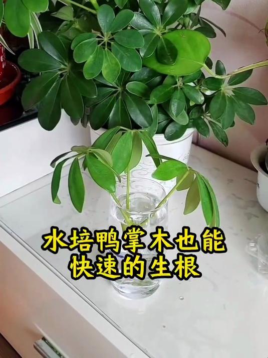 水培鸭掌木也能快速生根