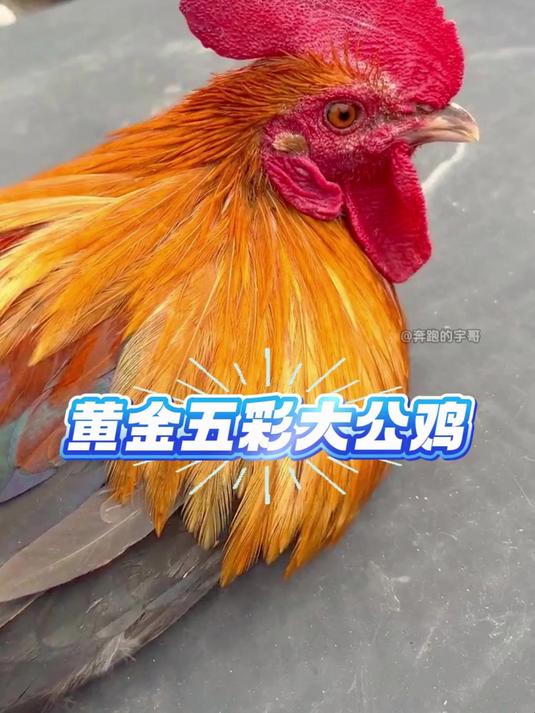 50块一斤收到了一只最满意的 黄金五彩大公鸡
