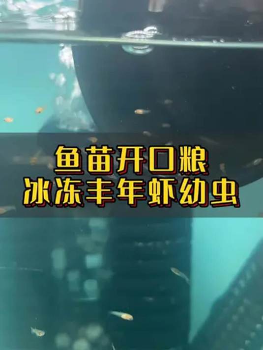 鱼苗开口选丰年虾幼虫,营养高吸收好,小鱼长得快