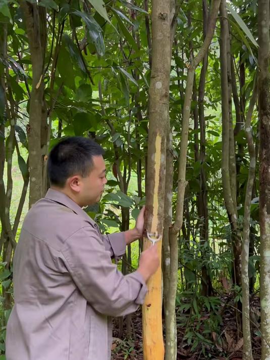 给大家展示下肉桂粉的日常使用