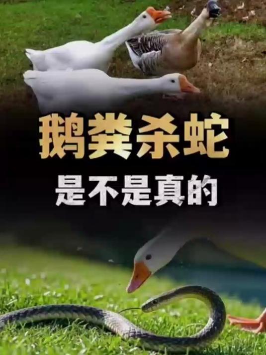 为啥说有鹅的地方不会有蛇?老人常说鹅粪杀蛇,是不是真的?