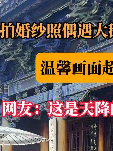 新人拍婚纱照偶遇大鹅带三小鹅入镜 温馨画面超吸睛