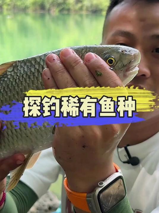 仙境钓点探钓神秘鱼种，友情提示，不认识的鱼记得放生哦！