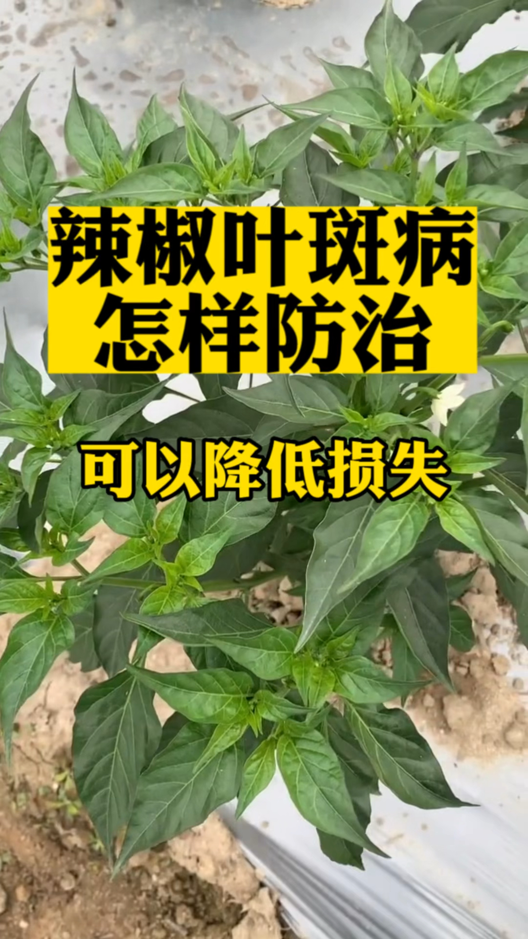 辣椒叶斑病防治