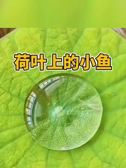荷叶上的小鱼,生命力太顽强了