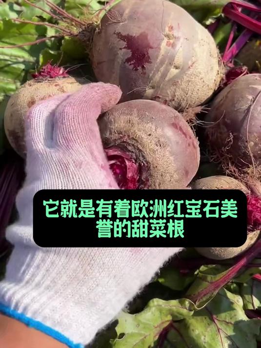 产地直供甜菜根,新鲜直达餐桌,美味健康享不停