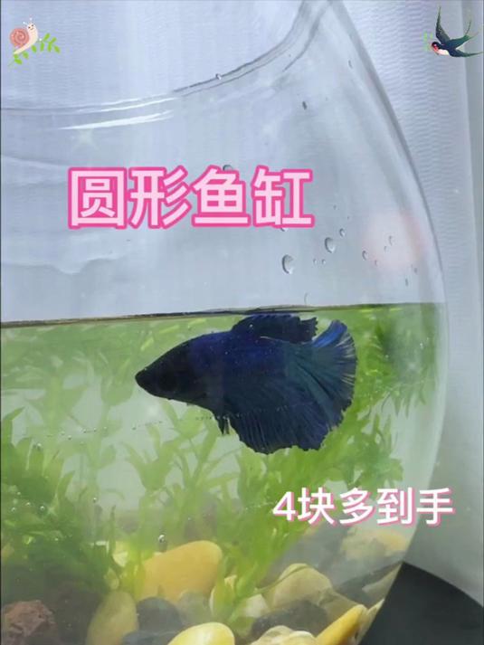 「视频同款巨无霸」透明生态鱼缸塑料加厚鱼缸家用小型桌面生态缸