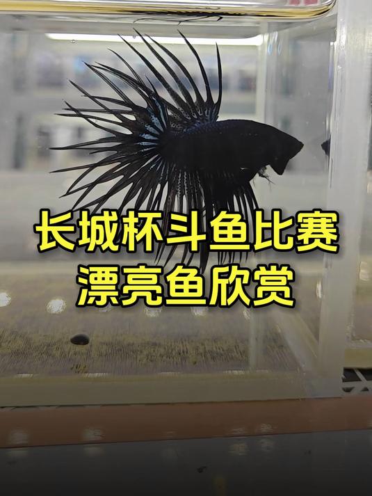 超美的婚纱鱼！中国国际宠物水族博览的会泰国斗鱼比赛欣赏