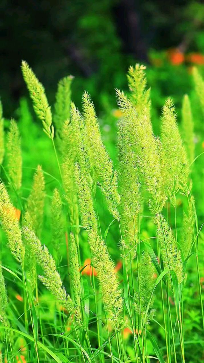 高清绿色草护眼壁纸