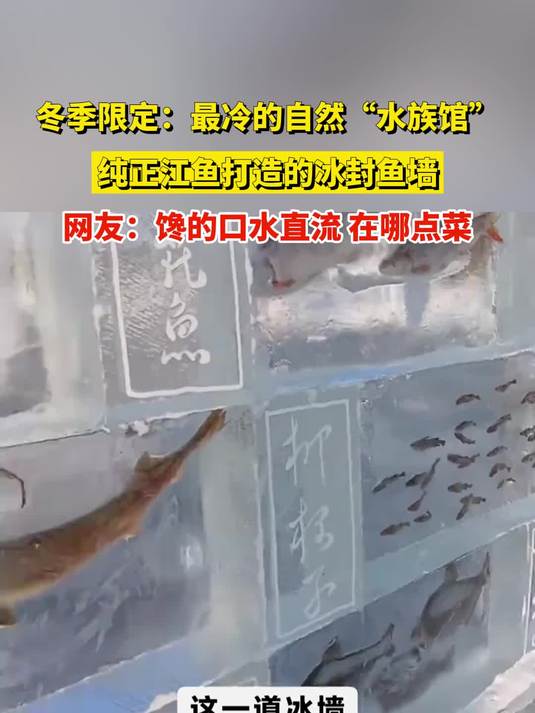 冬季限定:最冷的自然“水族馆”,纯正江鱼打造的冰封鱼墙