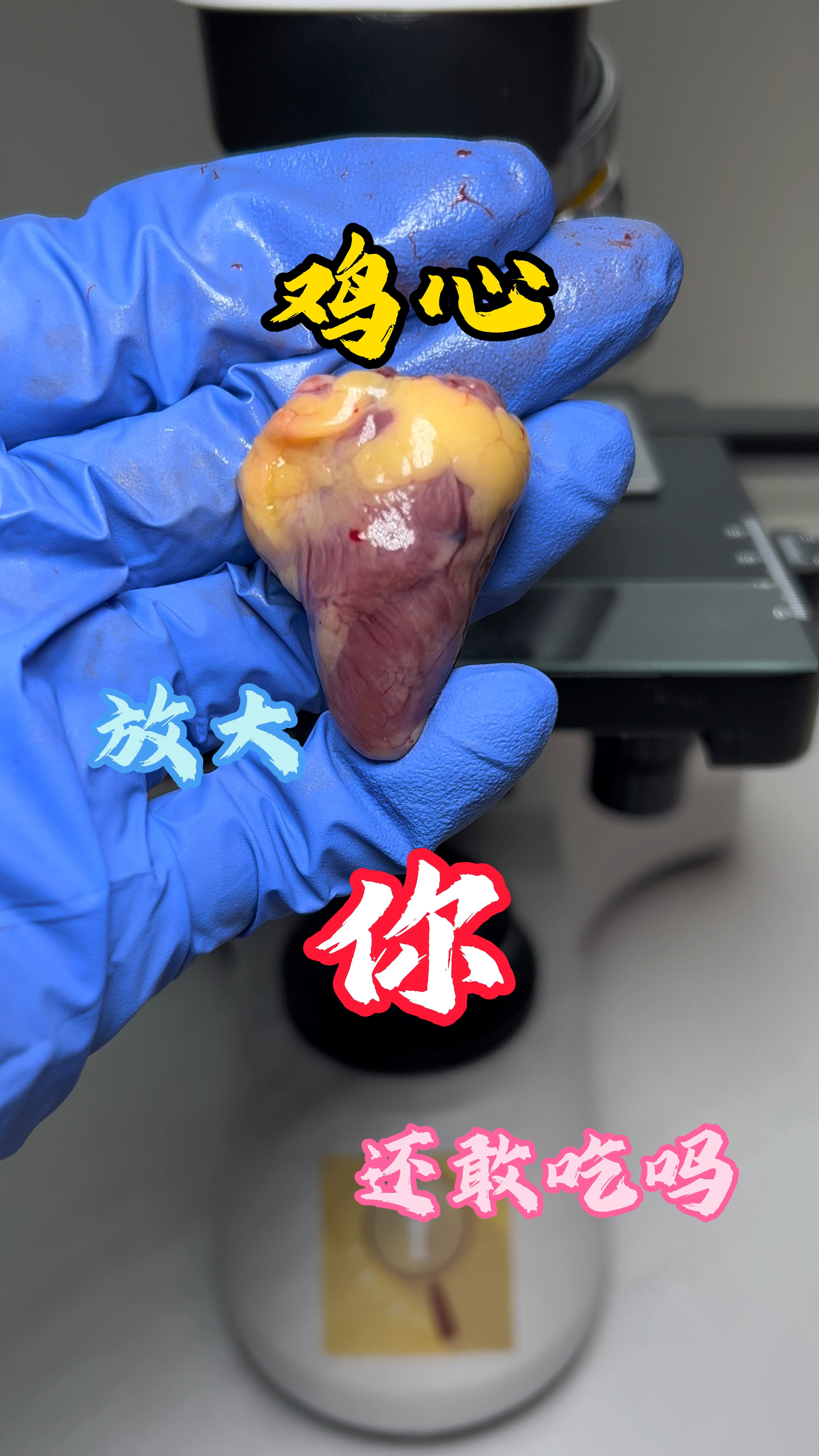 鸡心放大你还敢吃吗#鸡心的营养价值及危害 #显微镜下的世界 #科普一下#微观世界
