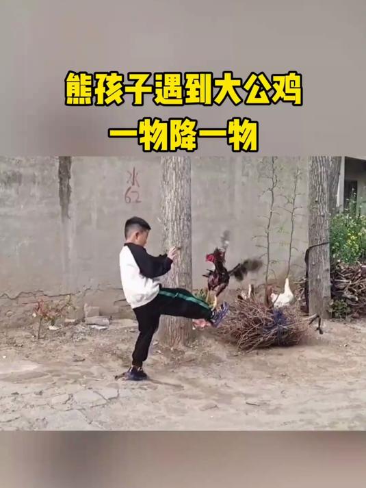 熊孩子大战大公鸡,一物降一物
