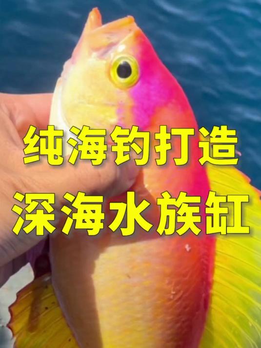 把海钓的数十多种鱼装进鱼缸是一种什么体验