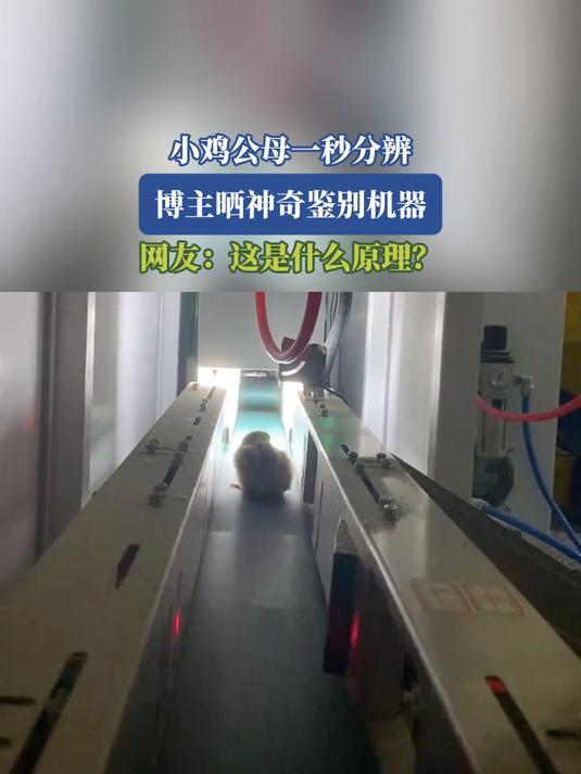 小鸡公母一秒分辨,博主晒神奇鉴别机器,网友:这是什么原理?