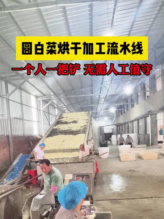 包菜烘干机 网带蔬菜干燥设备 圆白菜烘干加工流水线