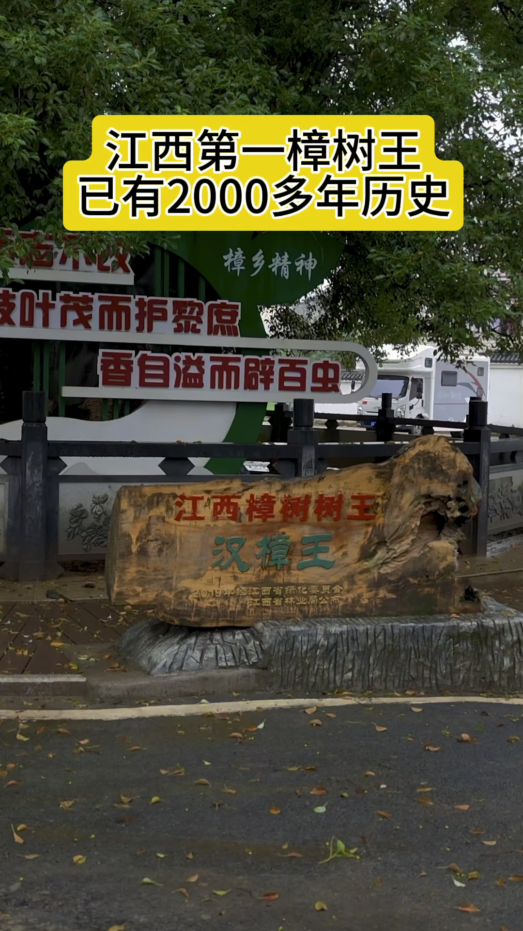 汉樟王(又名五爪樟树),江西第一樟树王,树龄约2000余年