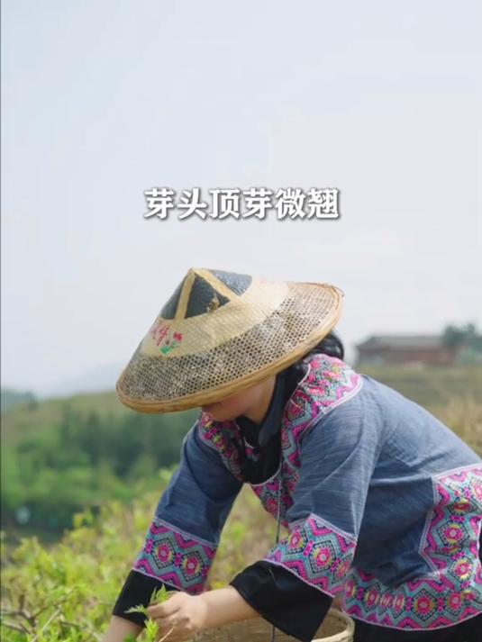 野生藤茶制作莓茶你知道是什么吗?它似茶非茶,入口微苦回甘持久