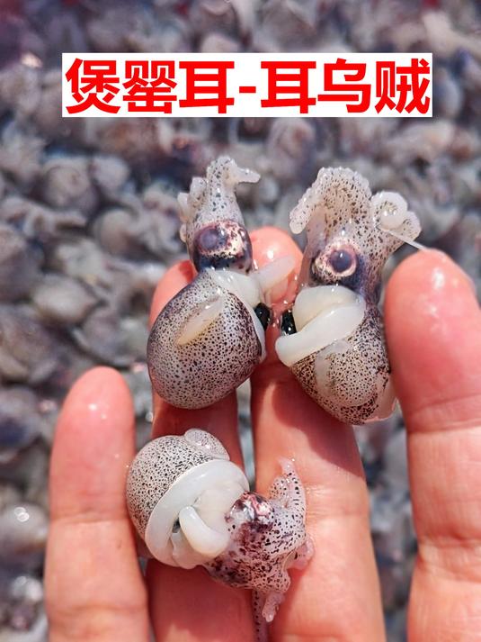 湛江常见章鱼有三种,你都吃过没?