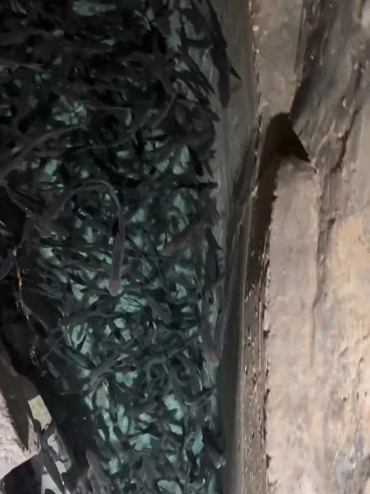 这样的鱼泉你羡慕吗？神奇鱼泉 旅行大玩家