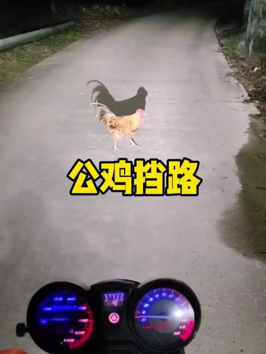 公鸡挡路是怎么回事,难道前面的路不通吗