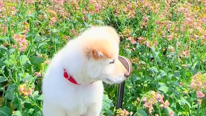 长沙也有自己的彩色油菜花田!游客花田集8种“色卡”:召唤春天