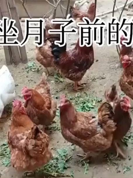 女子坐月子前,后院鸡鸭鹅生机勃勃,出月子后后院一片荒凉