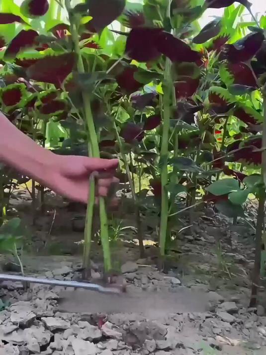 别错过啦!红苋菜种子轻松播种,见证种子到红嫩苋菜的蜕变