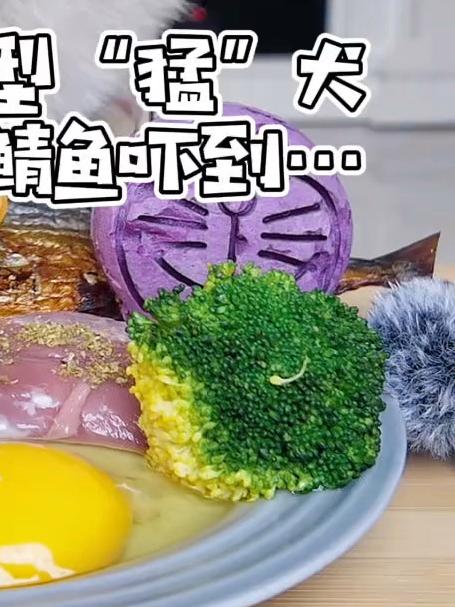 没想到30斤巨型猛犬居然会被小小鲭鱼吓到……