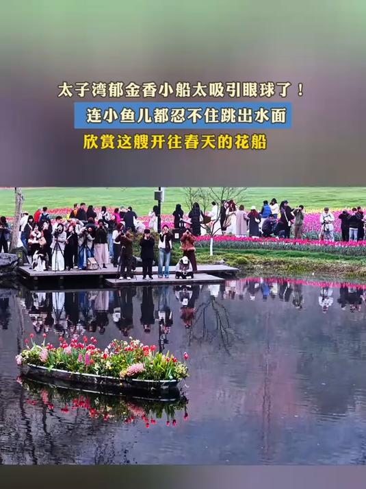 太子湾郁金香小船太吸引眼球了!连小鱼儿都忍不住跳出水面,欣赏这艘开往春天的花船#花满春城我