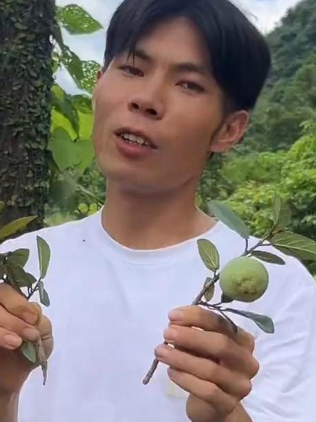 凉粉果你会怎么吃呢