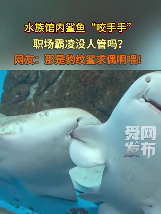 水族馆内鲨鱼“咬手手”，职场霸凌没人管吗？网友：那是豹纹鲨求偶啊喂！