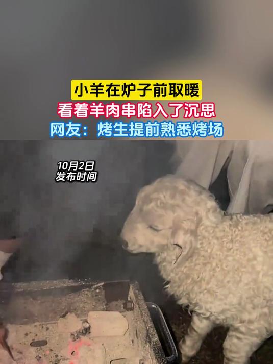 小羊在炉子前取暖,看着羊肉串陷入了沉思,网友:烤生提前熟悉烤场