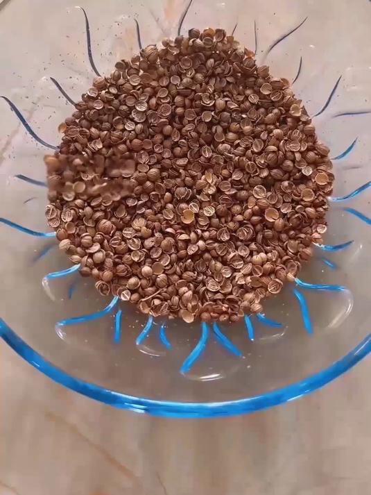 神奇小叶香菜种,点亮餐桌好味道