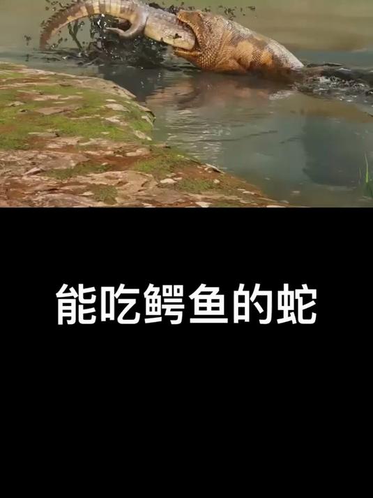 能吃鳄鱼的蛇