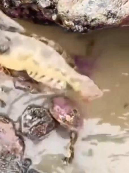 百斤肥猪打窝！抽水坑擒住巨型鳗鱼