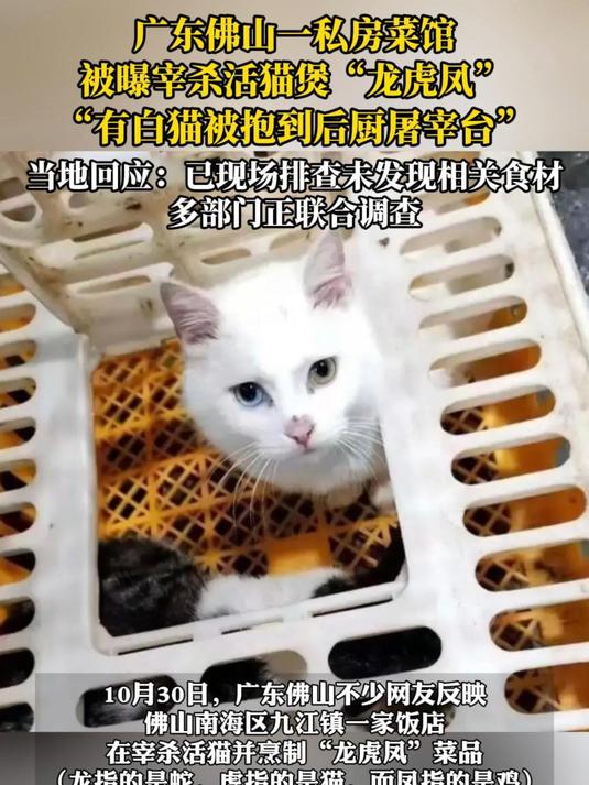 广东佛山一私房菜馆,被曝宰杀活猫煲“龙虎凤“,“有白猫被抱到